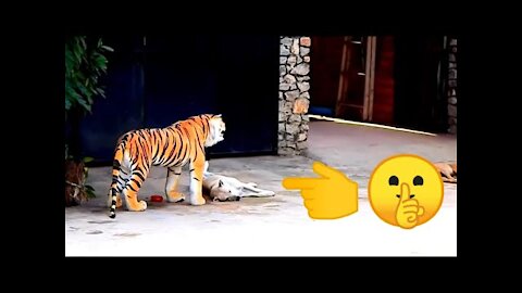 DingDon! Wow Fake Tiger Prank Dog, So Funny Prank