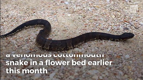 Texas Girl Decapitates Snake, Seconds Later It “Comes Back To Life”
