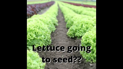 Know when lettuce is going to seed!!!