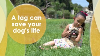 A tag can save your dog's life