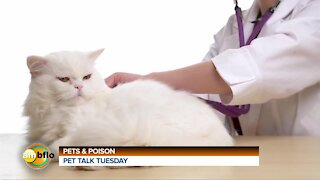 Pet Talk Tuesday – Pets and Poison