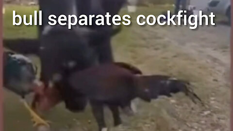 bull separates cockfight