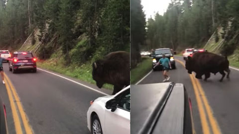 Absolute Idiot Challenges Bison In Yellowstone National Park