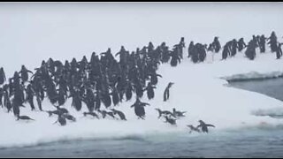 Pinguins empolgados saltam em iceberg na Antártica