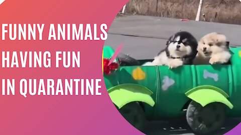 funny animals having fun in quarantine