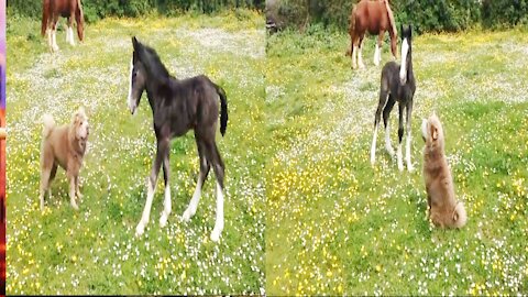 Foal playing with Shar pei Dog