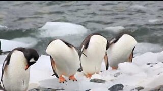 Headless penguins? Or just an optical illusion?