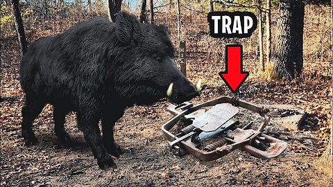 I Caught A Big Wild Boar In A Trap. Getting Him Out Was Crazy!