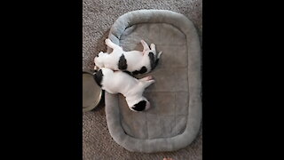 American Bulldog Puppies, 2 weeks old.