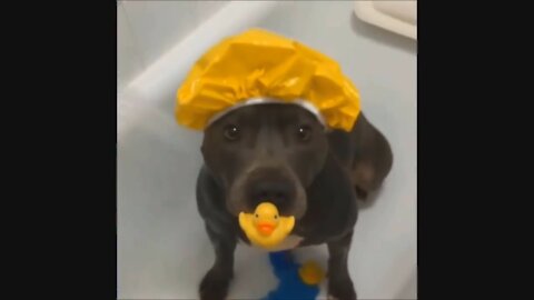 Cute Baby Animals Getting A Bath | Adorable Pets