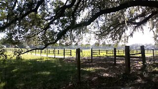 FLA - Old Florida Back Road 1