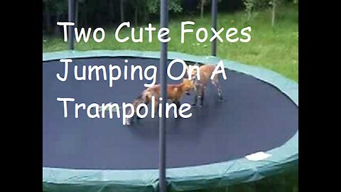 Two Cute Foxes Jumping On A Trampoline