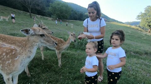 Rihanna and Sajra feeding roe deer _ Jelenov greben