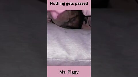 Nothing gets passed.. Ms.. Piggy, funny animal videos #shorts