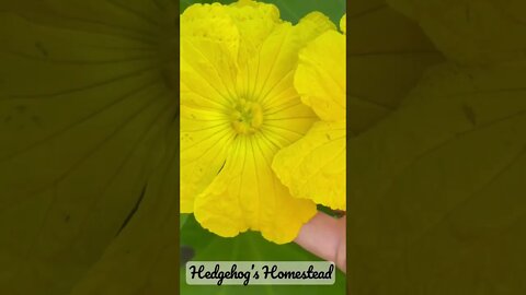 How to hand pollinate loofah￼