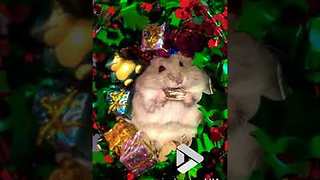 Hamster Opens Christmas Presents