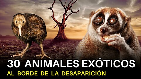 30 Animales EXÓTICOS al borde de la DESAPARICIÓN. Algunos NO existirán para 2050.