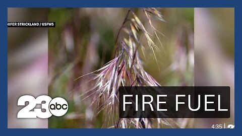 Maui Wildfire Spotlights Invasive Plant Danger