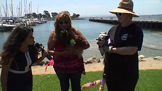 Exploring San Diego: Chula Vista HarborFest