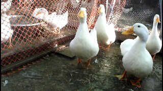 Ducks Play in the Sand and Water