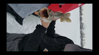 Billings Montana Tiger Muskie Ice Fishing