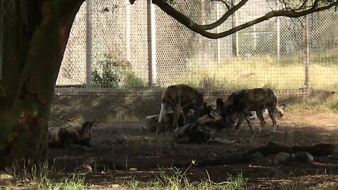 African wild dog at the Living Desert Palm Desert California