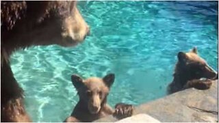 Des ours festoient dans la piscine