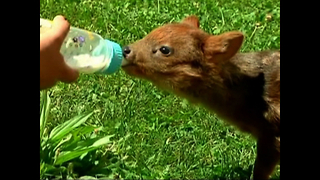 Orphaned Baby Deer Rescued