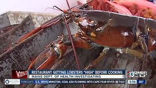 Getting lobsters high before cooking