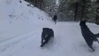 Black labs love the snow! Slowmotion