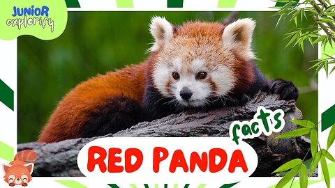 Red Panda One of the Cutest and Rarest Animals | Red Panda the Cutest Animal on Earth