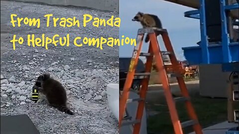 From Trash Panda to Helpful Companion