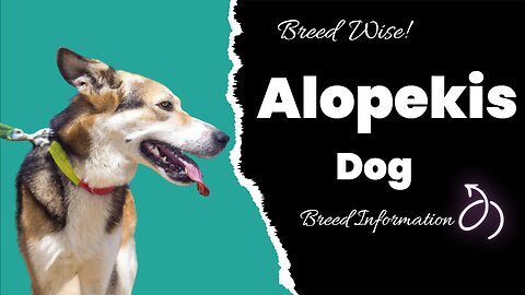 The Fascinating History and Unique Characteristics of the Alopekis Dog Breed