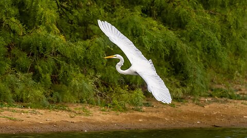 Great Egret Crossing Pond, Sony A1/Sony Alpha1, 4k