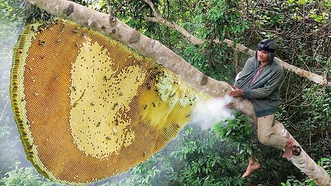 Harvesting natural Honey Bee Hive From Mountain Goes Market Sell