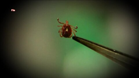 Lyme Disease Awareness: Watch out for ticks ahead of summer