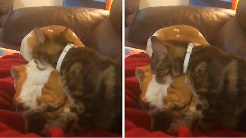 Cat licking bulldog in the form of affection