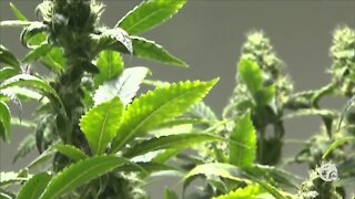 Changes to Michigan's marijuana caregiver system proposed in Lansing