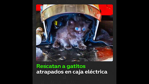 Tres gatitos, rescatados por bomberos en una caja eléctrica