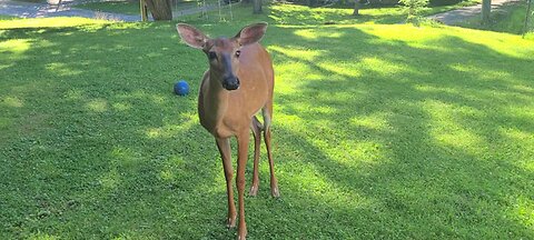 Will the deer play with the ball?