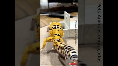 Gecko Leopard comendo besouro empanado #shorts