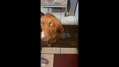 Buckeye licking whipped cream bowl!