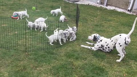 Dalmatian parents entertain their 12 puppies