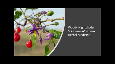 Woody Nightshade Solanum dulcamara Herbal Medicine Benefits