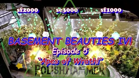 Basement Beauties 4 Ep.5 "APES OF WRATH!" Day 62 #Spiderfarmer 🦍#FloraFlex #Vivosun #420 🔨