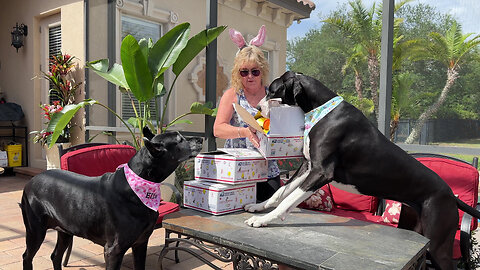 Excited Great Danes Open Fairy Godmother Easter Gift Boxes