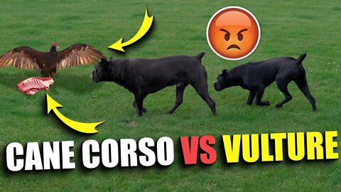 Cane Corsos VS. Vultures! What Happened?
