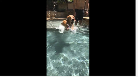 Slow motion captures dog learning to swim