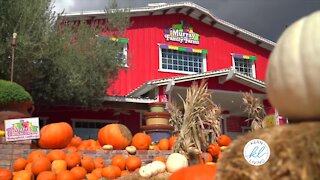 Kern Living: Tips on Picking the Perfect Pumpkin from Murray Family Farms