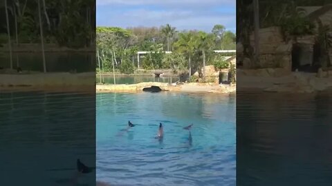 Dolphins show#shorts